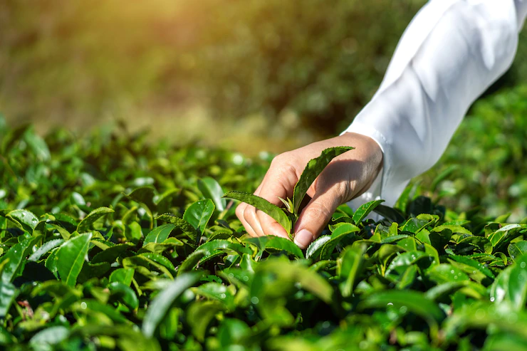 Organic Farming